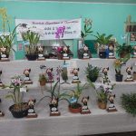 Exposição de Orquídeas acontece neste final de semana em São Leopoldo