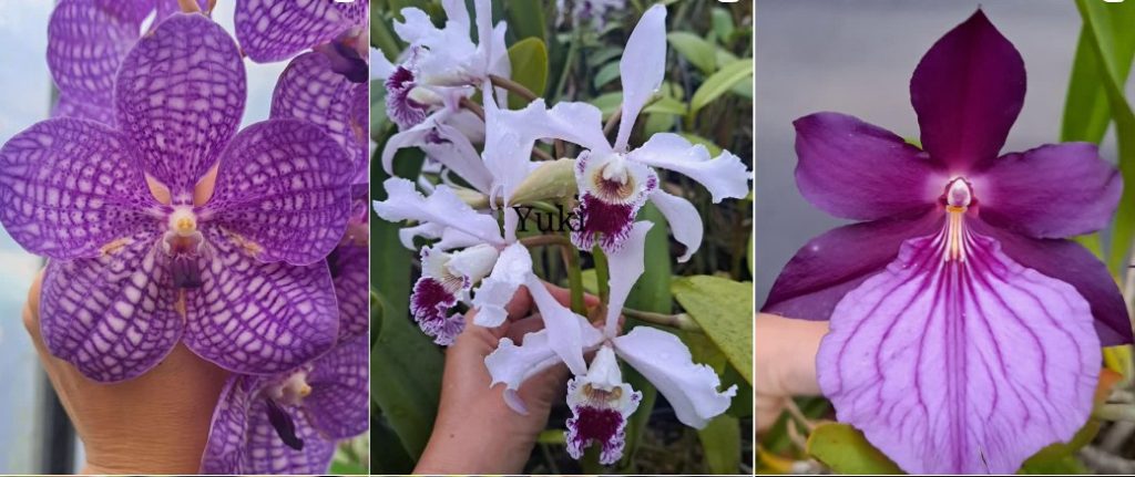 Orquideoterapia é programação para este final de semana em São Leopoldo