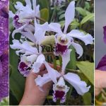 Orquideoterapia é programação para este final de semana em São Leopoldo